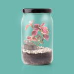 Bild von Terrarium (english)