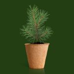 Bild von Display Anzuchtset Weihnachtsbaum (24pcs)