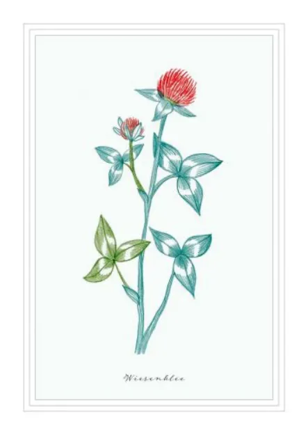 Bild von Postkarte. Wiesenklee 10 Ex.
