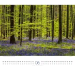 Bild von Wald Kalender 2026
