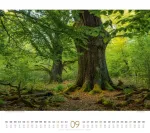 Bild von Wald Kalender 2026