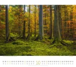 Bild von Wald Kalender 2026