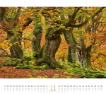 Bild von Wald Kalender 2026