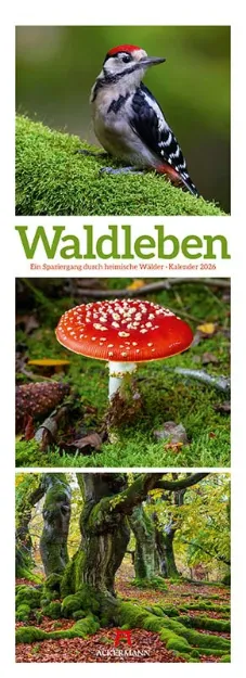 Bild von Waldleben - Ein Spaziergang durch heimische Wälder Triplet-Kalender 2026