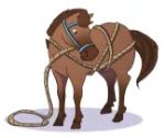 Bild von Das Quiz der Pferde und Ponys, VE-1