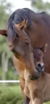 Bild von Das Quiz der Pferde und Ponys, VE-1