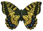 Bild von Mini-Schmetterlings-Drachen, VE-24