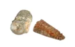 Bild von Expedition Natur Mini-Ausgrabungssets, VE-24