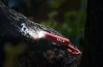 Bild von Expedition Natur Zoom Taschenlampe, VE-8
