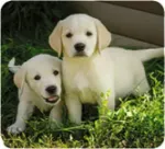 Bild von Kleine Diashow Tierbabys, VE-12