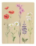 Bild von Expedition Natur Blatt-und Blütenpresse mit Sonnendruckpapier, VE-3