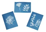 Bild von Expedition Natur Blatt-und Blütenpresse mit Sonnendruckpapier, VE-3