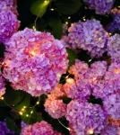 Bild von Blatt & Blüte Solar-Lichtregen, VE-3