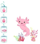 Bild von Schlüpfende Axolotl, VE-12