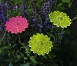 Bild von Blatt & Blüte Sonnenfänger-Stecker, VE-12
