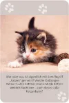 Bild von Das grosse Katzen Quiz, VE-1