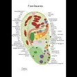 Bild von Übersichtskarte Ohrreflexzonen DIN A5