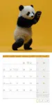 Bild von Dancing Animals Kalender 2026 - 30x30