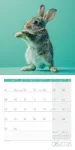 Bild von Dancing Animals Kalender 2026 - 30x30