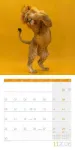 Bild von Dancing Animals Kalender 2026 - 30x30