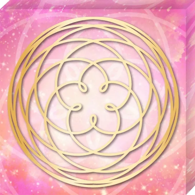 Bild von Leinwandbild Venusblume