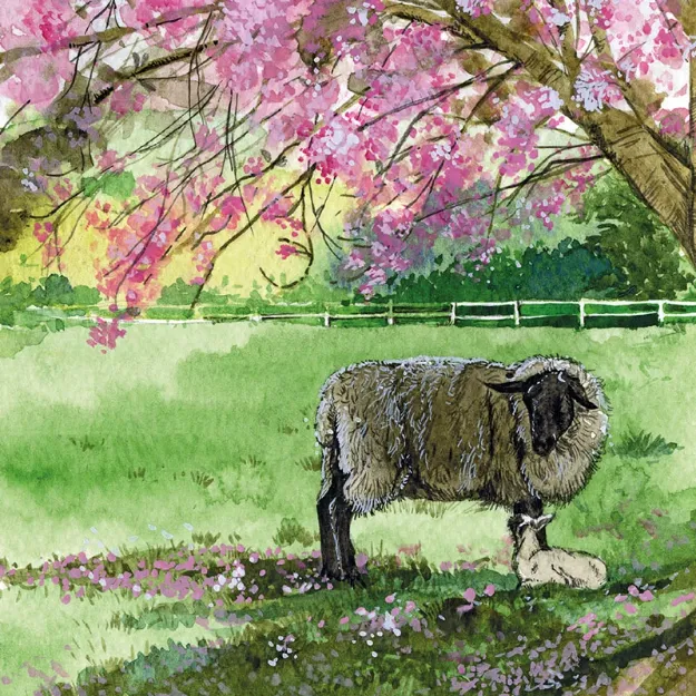 Bild von SHEEP, LAMB AND CHERRY BLOSSOM BLANK CARD