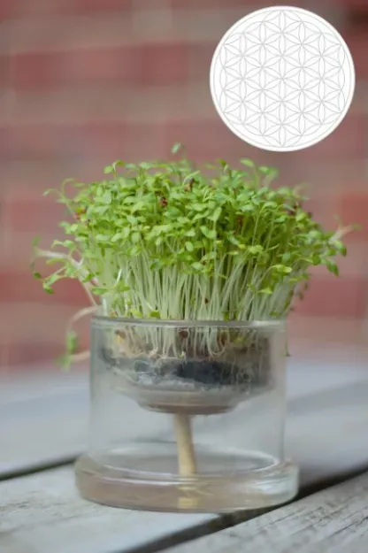 Bild von Selbstbewässerungstopf Blume des Lebens 80 mm