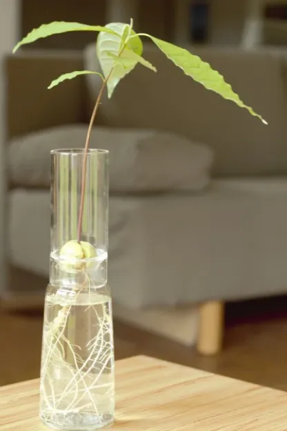 Bild von Anzuchtglasset mit langem Aufsatz Blume des Lebens, Durchmesser: 90 mm