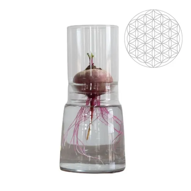 Bild von Anzuchtglasset mit langem Aufsatz Blume des Lebens, Durchmesser: 130 mm