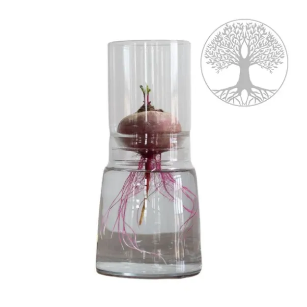 Bild von Anzuchtglasset mit langem Aufsatz Lebensbaum, Durchmesser: 130mm