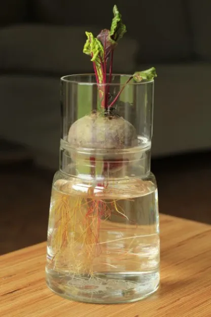 Bild von Anzuchtglasset mit kurzem Aufsatz Blume des Lebens, Durchmesser: 130 mm