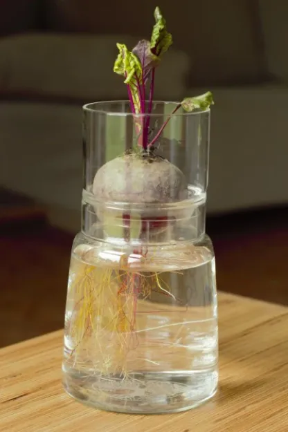 Bild von Anzuchtglasset mit kurzem Aufsatz Lebensbaum, Durchmesser: 130 mm