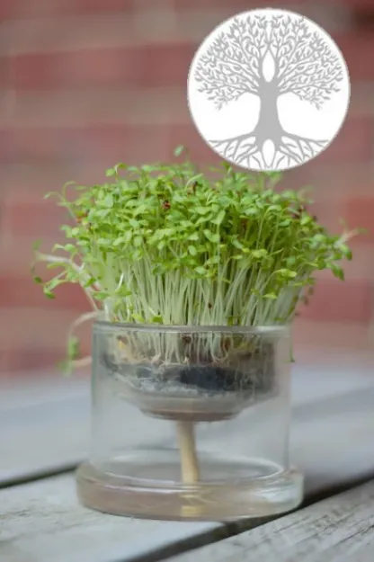 Bild von Selbstbewässerungstopf Lebensbaum 80 mm