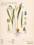 Bild von Ars Floralis - Vintage-Wochenplaner Kalender 2026