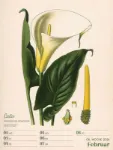 Bild von Ars Floralis - Vintage-Wochenplaner Kalender 2026