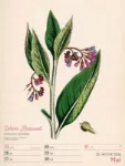 Bild von Ars Floralis - Vintage-Wochenplaner Kalender 2026