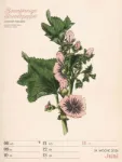 Bild von Ars Floralis - Vintage-Wochenplaner Kalender 2026