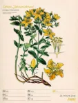 Bild von Ars Floralis - Vintage-Wochenplaner Kalender 2026