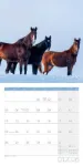 Bild von Pferde Kalender 2026 - 30x30