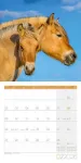 Bild von Pferde Kalender 2026 - 30x30