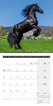 Bild von Pferde Kalender 2026 - 30x30
