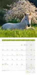 Bild von Pferde Kalender 2026 - 30x30