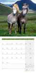 Bild von Pferde Kalender 2026 - 30x30
