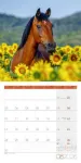 Bild von Pferde Kalender 2026 - 30x30