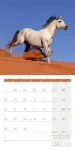 Bild von Pferde Kalender 2026 - 30x30
