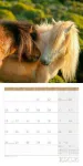 Bild von Pferde Kalender 2026 - 30x30