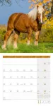 Bild von Pferde Kalender 2026 - 30x30