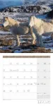 Bild von Pferde Kalender 2026 - 30x30