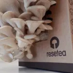 Bild von Homegrowing Kit