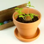 Bild von 6er-Pack Samenbomben für aromatische Kräuter